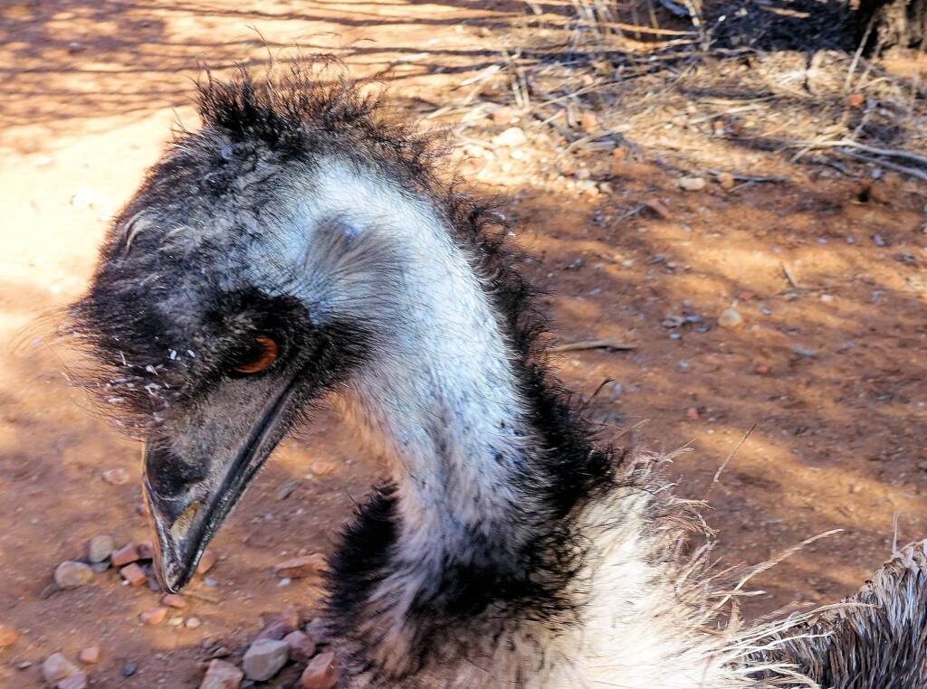 Emu (Dromaius novaehollandiae), Alice Springs Desert Park