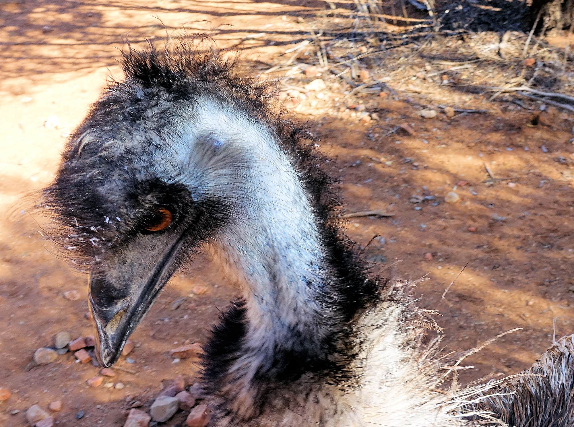 Emu (Dromaius novaehollandiae), Alice Springs Desert Park