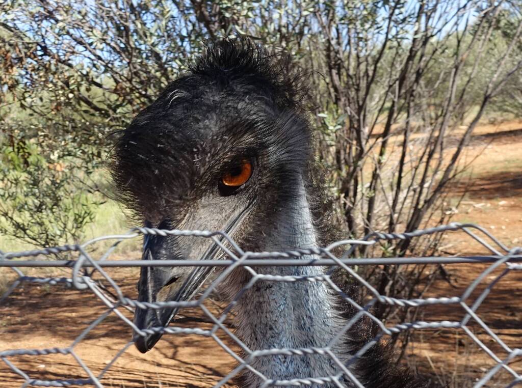 Emu (Dromaius novaehollandiae), Alice Springs Desert Park