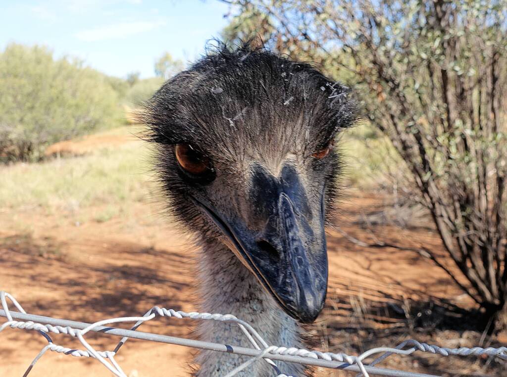 Emu (Dromaius novaehollandiae), Alice Springs Desert Park