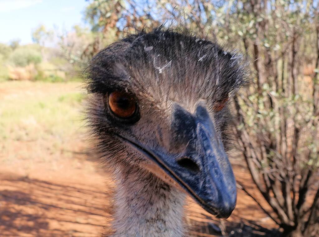 Emu (Dromaius novaehollandiae), Alice Springs Desert Park