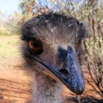 Emu (Dromaius novaehollandiae), Alice Springs Desert Park