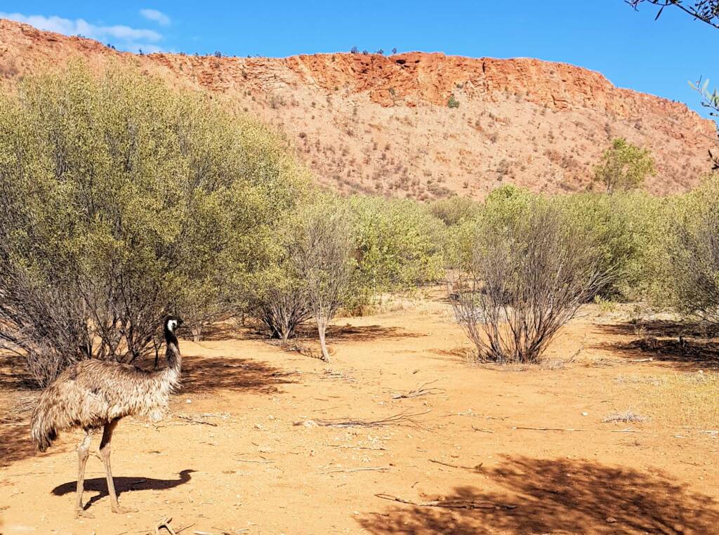 Emu (Dromaius novaehollandiae), Alice Springs Desert Park
