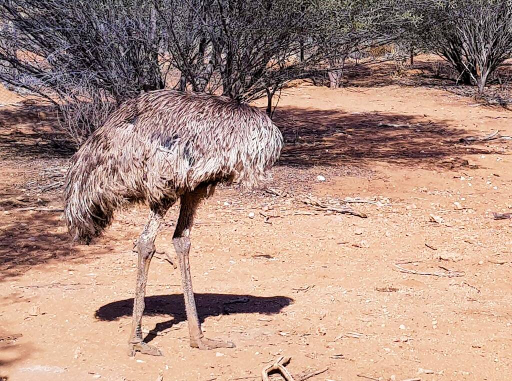 Emu (Dromaius novaehollandiae), Alice Springs Desert Park