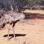 Emu (Dromaius novaehollandiae), Alice Springs Desert Park