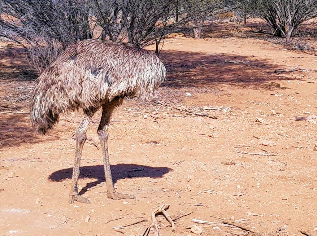 Emu (Dromaius novaehollandiae), Alice Springs Desert Park