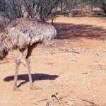 Emu (Dromaius novaehollandiae), Alice Springs Desert Park