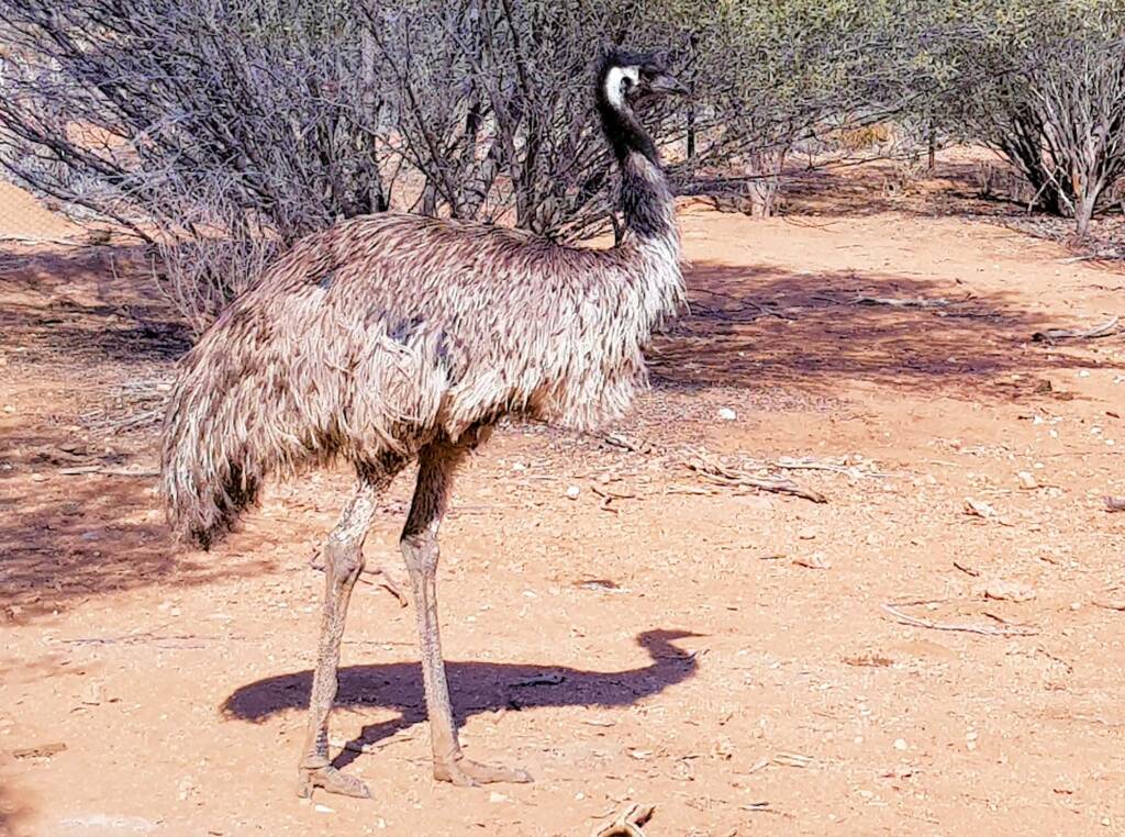 Emu (Dromaius novaehollandiae), Alice Springs Desert Park