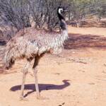 Emu (Dromaius novaehollandiae), Alice Springs Desert Park