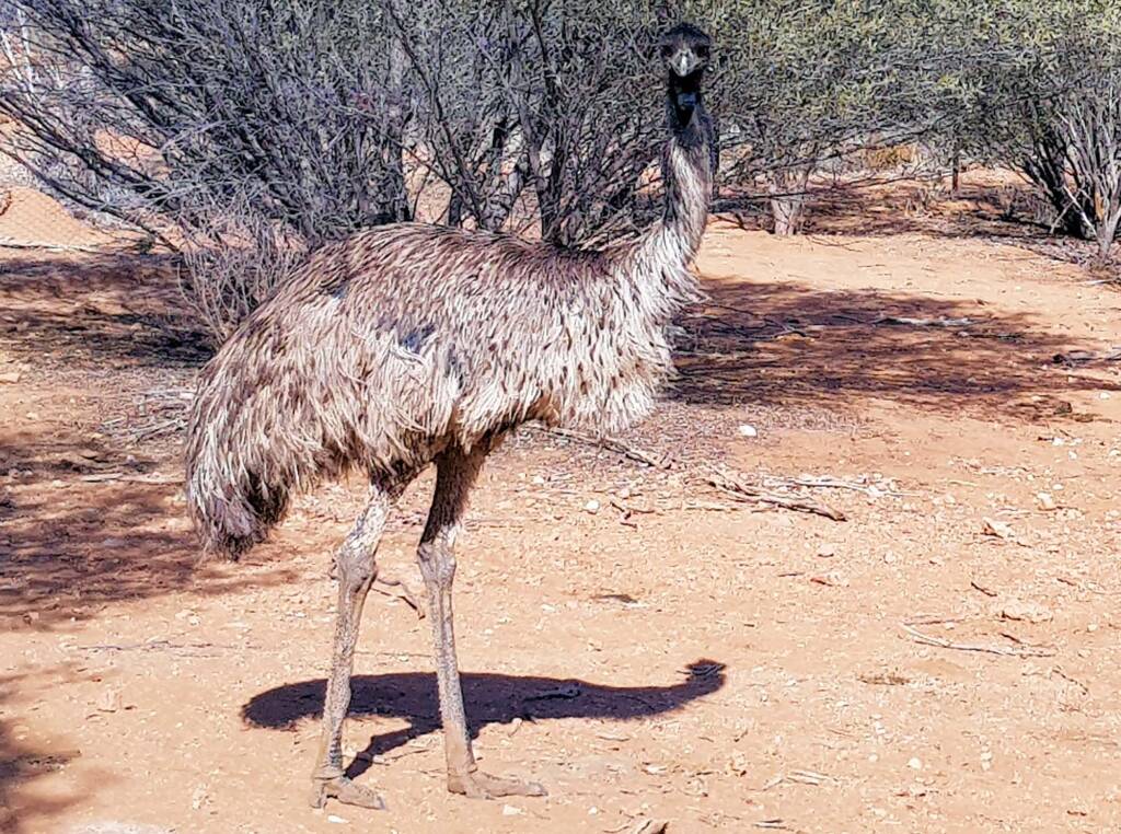 Emu (Dromaius novaehollandiae), Alice Springs Desert Park