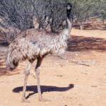 Emu (Dromaius novaehollandiae), Alice Springs Desert Park