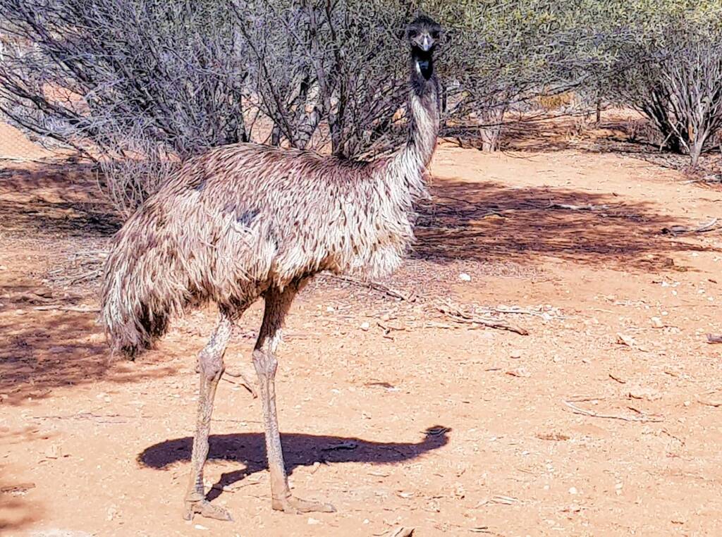 Emu (Dromaius novaehollandiae), Alice Springs Desert Park