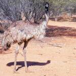 Emu (Dromaius novaehollandiae), Alice Springs Desert Park