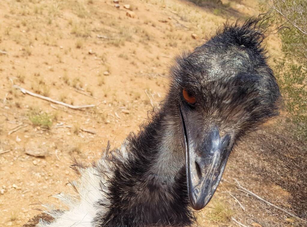 Emu (Dromaius novaehollandiae), Alice Springs Desert Park