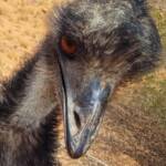 Emu (Dromaius novaehollandiae), Alice Springs Desert Park