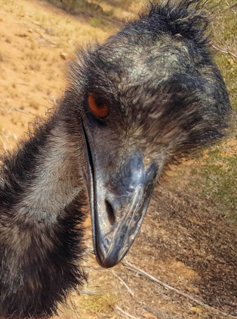 Emu (Dromaius novaehollandiae), Alice Springs Desert Park