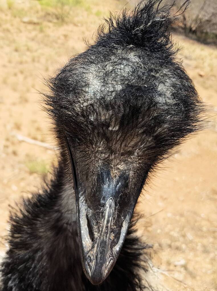 Emu (Dromaius novaehollandiae), Alice Springs Desert Park