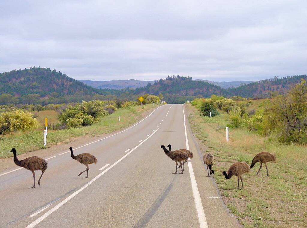 Emus (Dromaius novaehollandiae), Flinders Ranges, SA