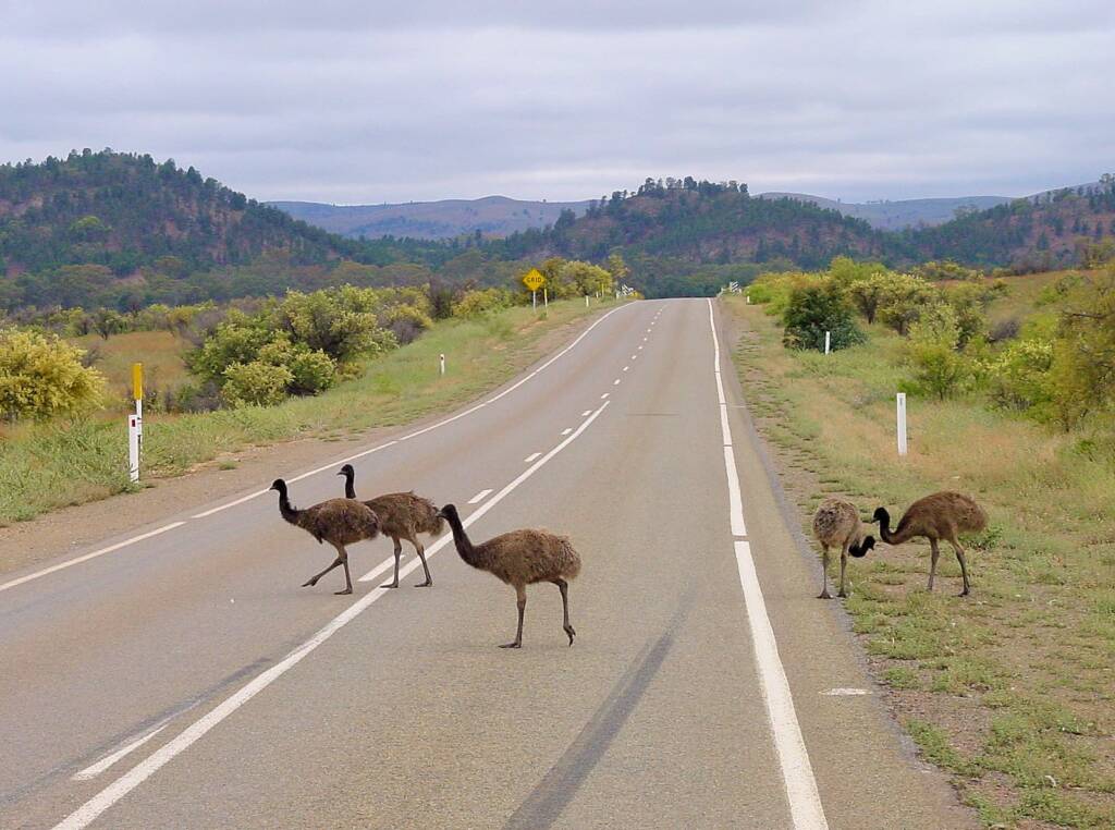 Emus (Dromaius novaehollandiae), Flinders Ranges, SA