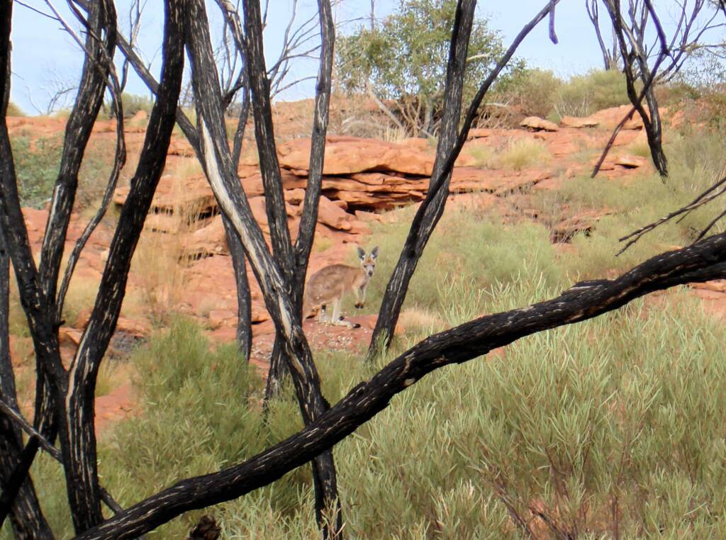 Euro, Kings Canyon