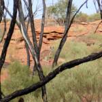 Euro, Kings Canyon