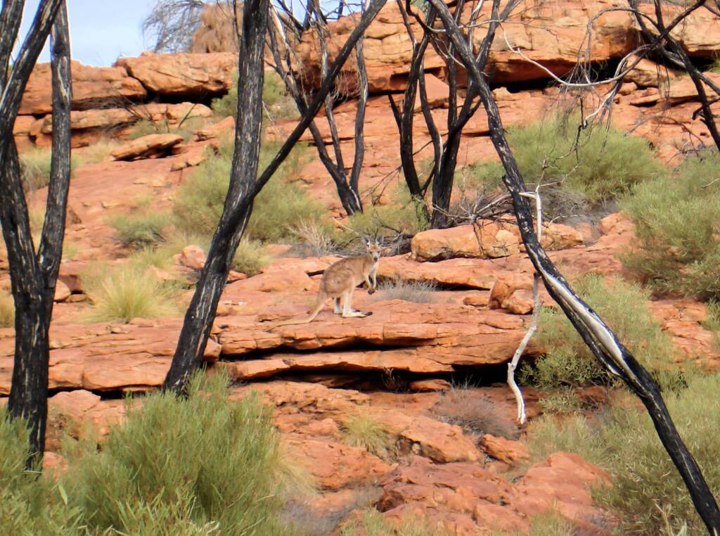 Euro, Kings Canyon