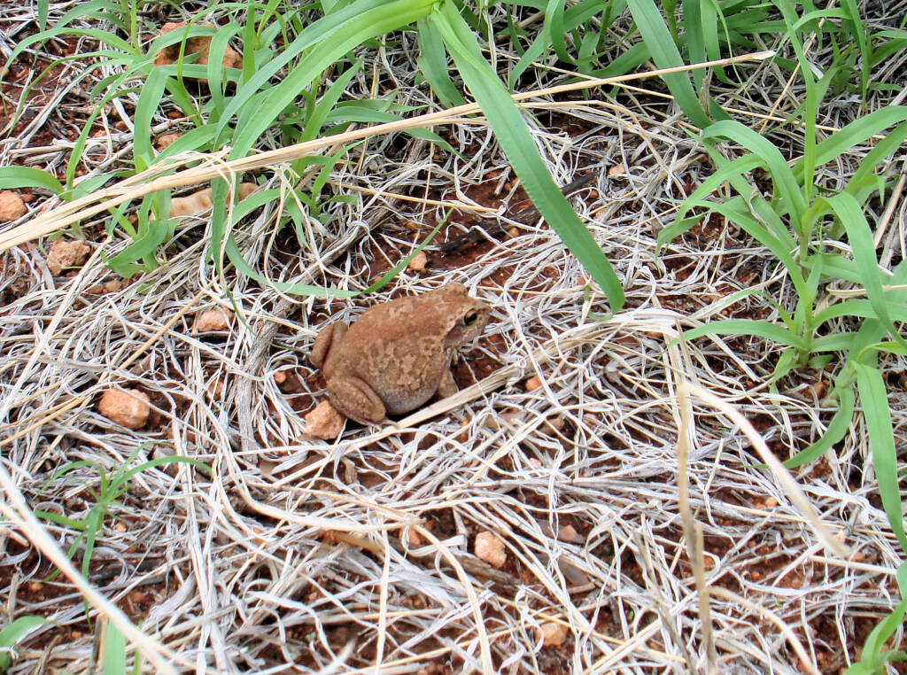 Main's Frog (Cyclorana maini) at Uluru