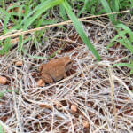 Main's Frog (Cyclorana maini) at Uluru