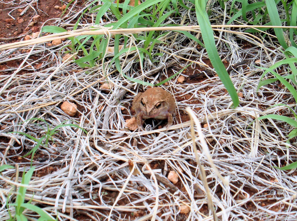 Main's Frog (Cyclorana maini) at Uluru