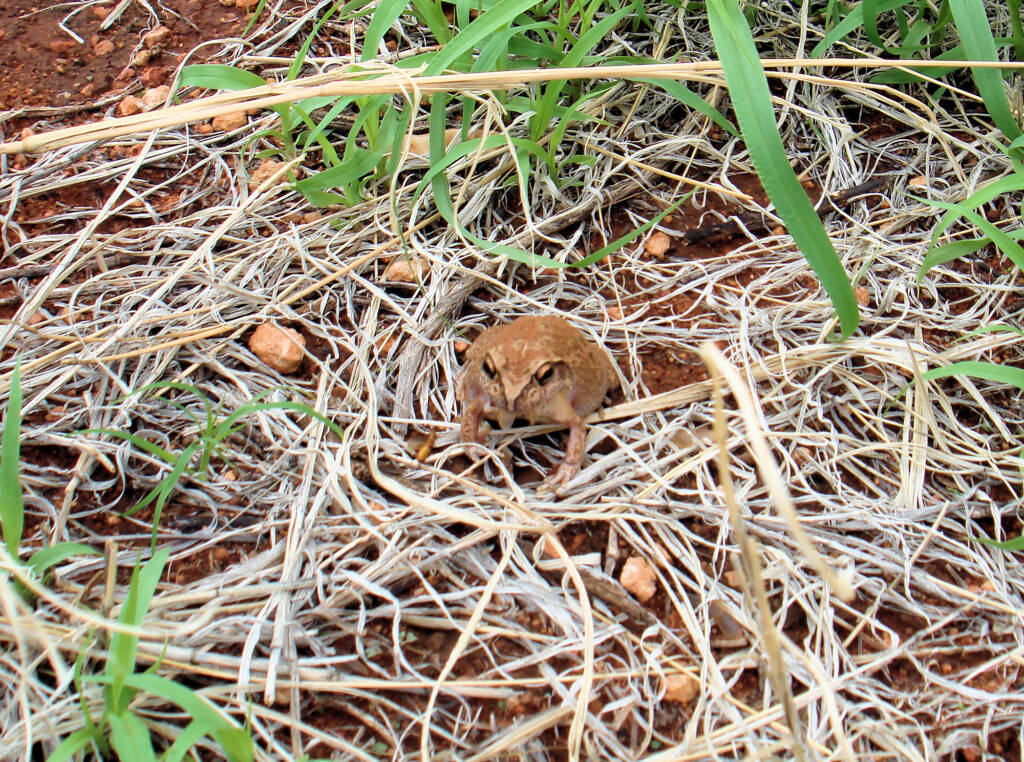 Main's Frog (Cyclorana maini) at Uluru