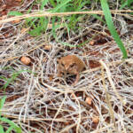 Main's Frog (Cyclorana maini) at Uluru