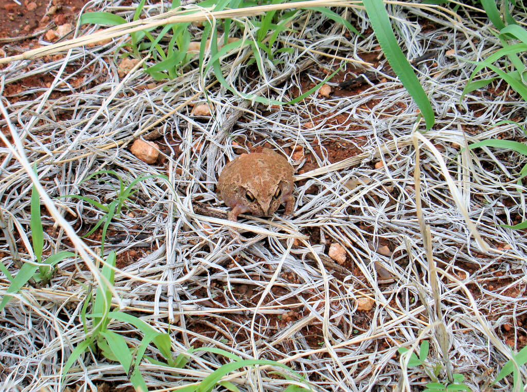 Main's Frog (Cyclorana maini) at Uluru