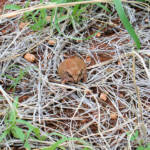 Main's Frog (Cyclorana maini) at Uluru