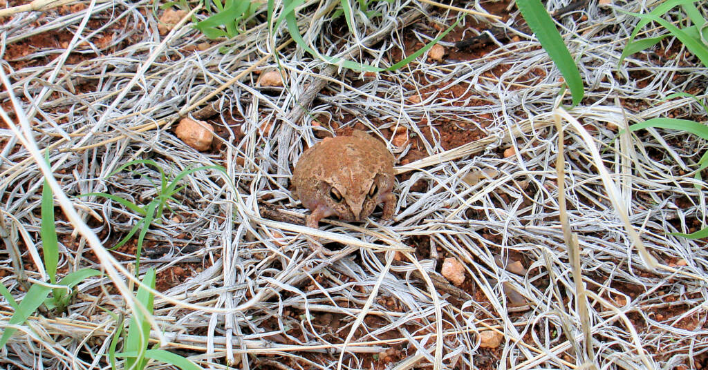 Main's Frog (Cyclorana maini) at Uluru