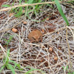 Main's Frog (Cyclorana maini) at Uluru