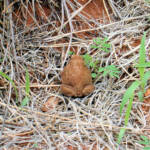 Main's Frog (Cyclorana maini) at Uluru