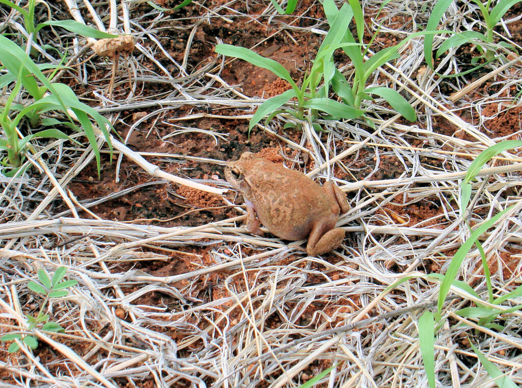 Main's Frog (Cyclorana maini) at Uluru