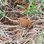 Main's Frog (Cyclorana maini) at Uluru