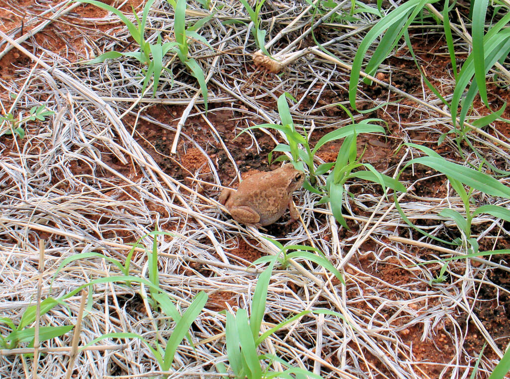 Main's Frog (Cyclorana maini) at Uluru