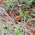 Main's Frog (Cyclorana maini) at Uluru