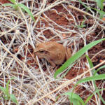Main's Frog (Cyclorana maini) at Uluru