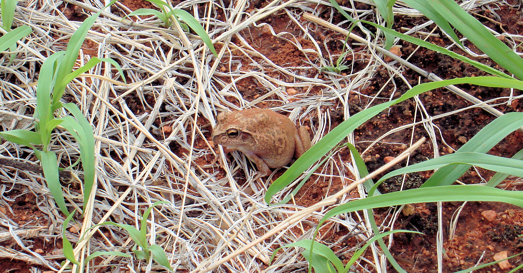 Main's Frog (Cyclorana maini) at Uluru