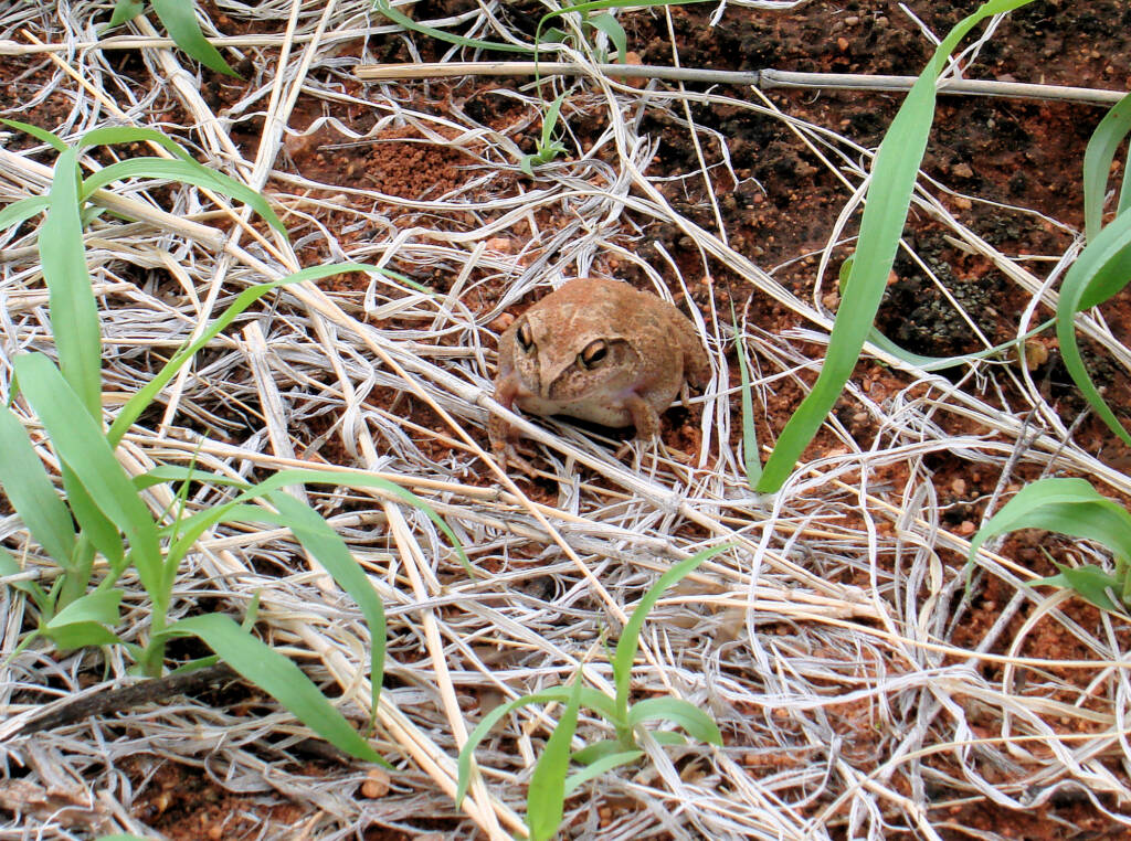 Main's Frog (Cyclorana maini) at Uluru