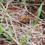 Main's Frog (Cyclorana maini) at Uluru