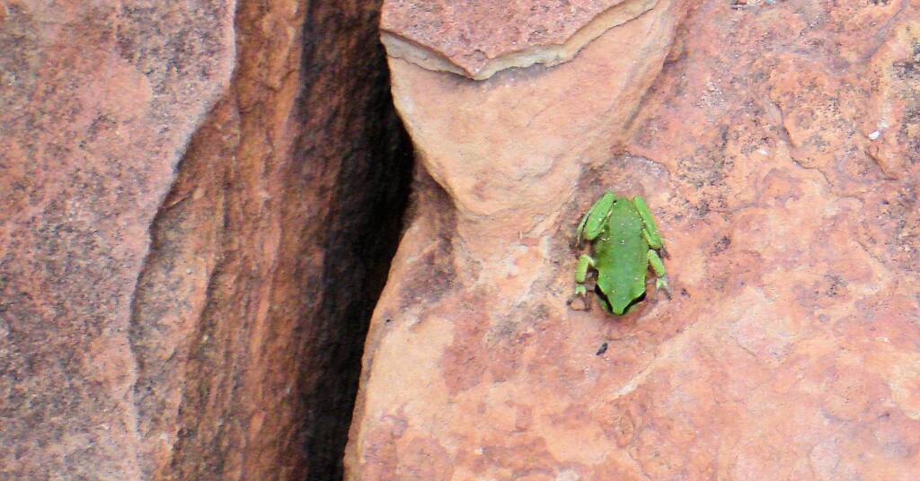 Centralian Green Frog, Kings Canyon