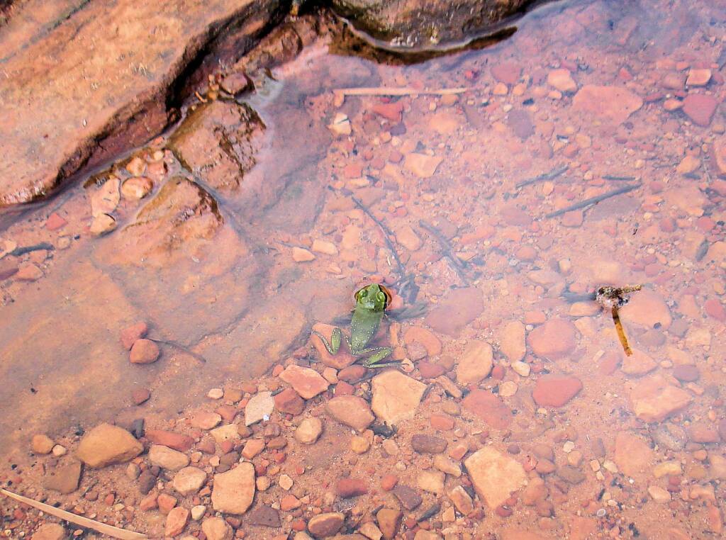 Centralian Green Frog, Kings Canyon