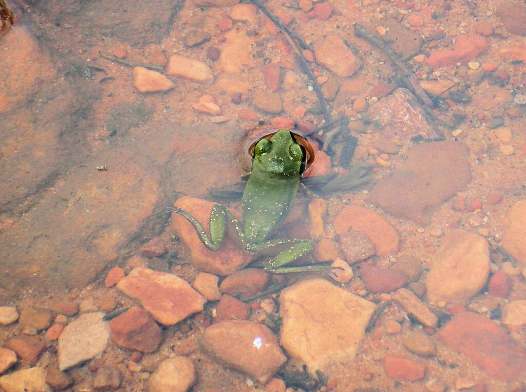 Centralian Green Frog, Kings Canyon