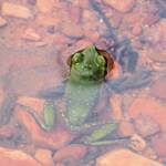 Centralian Green Frog, Kings Canyon