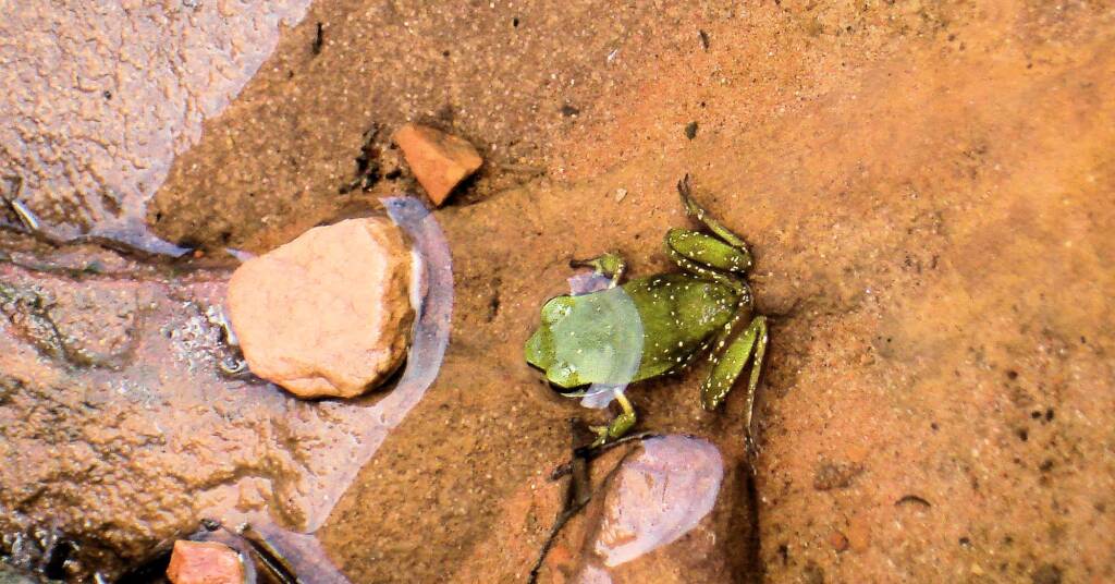 Centralian Green Frog, Kings Canyon