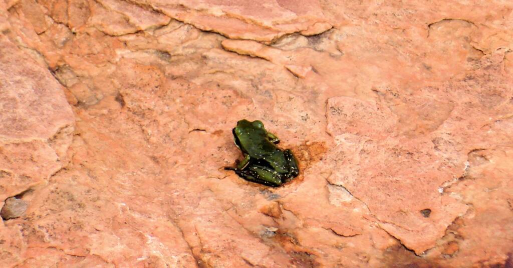 Centralian Green Frog, Kings Canyon